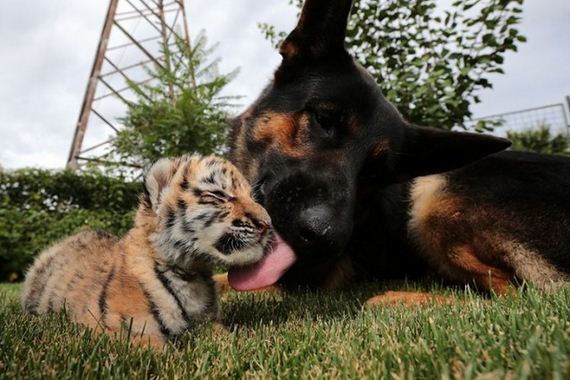 tiger_cub_dogs