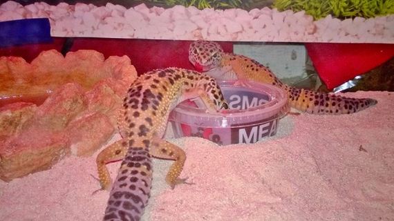 gecko_pregnancy