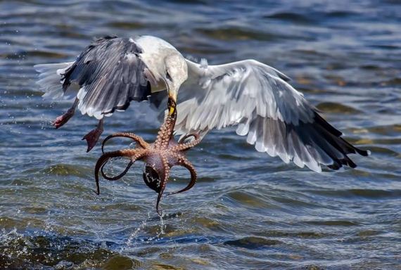 gull_and_octopus