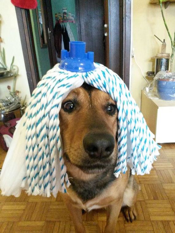 Adorable-Dogs-Wearing