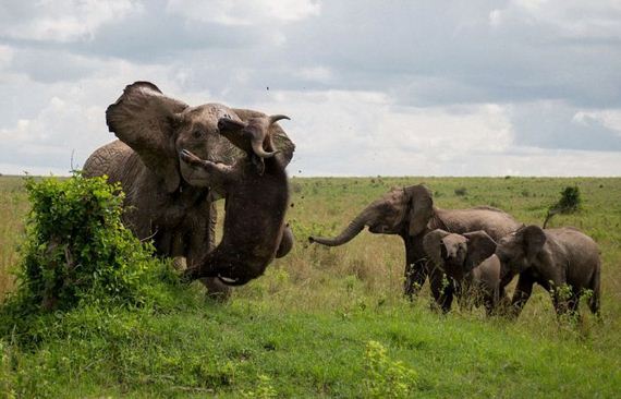 elephant_buffalo