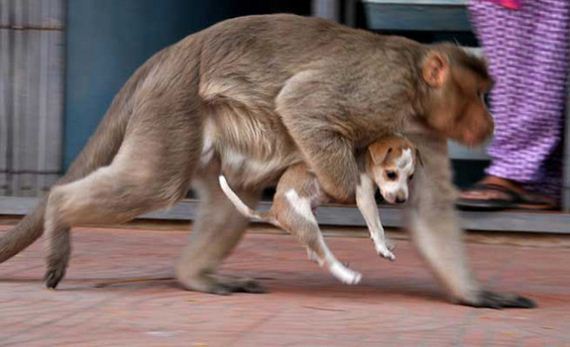 monkey-adopts-puppy