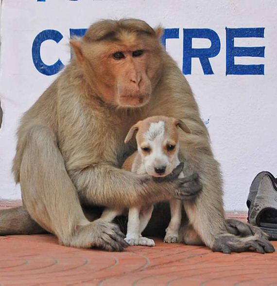 monkey-adopts-puppy