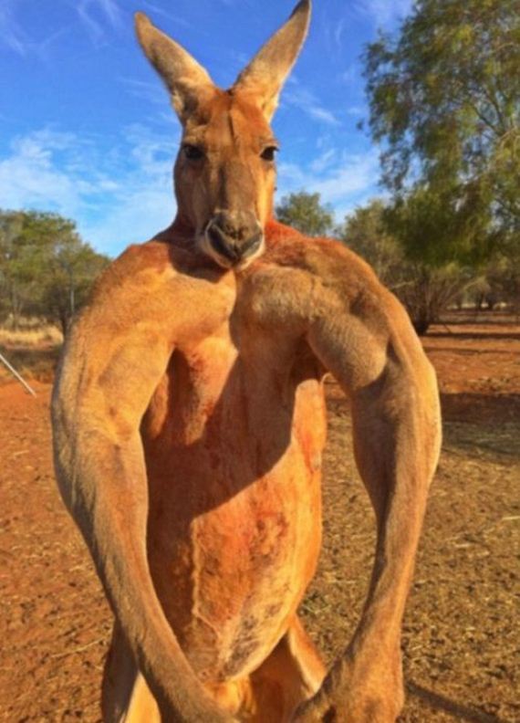04-musclebound_kangaroo.jpg