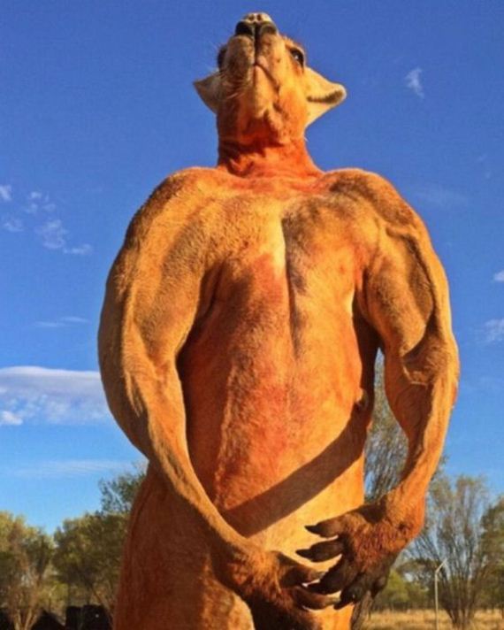 musclebound_kangaroo