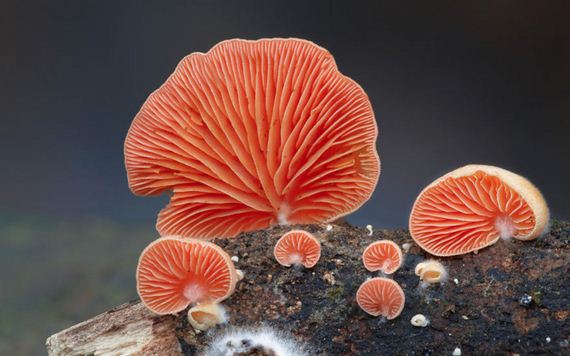 Magical-World-Mushrooms