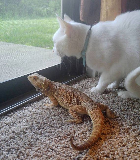 a_dragon_and_a_cat