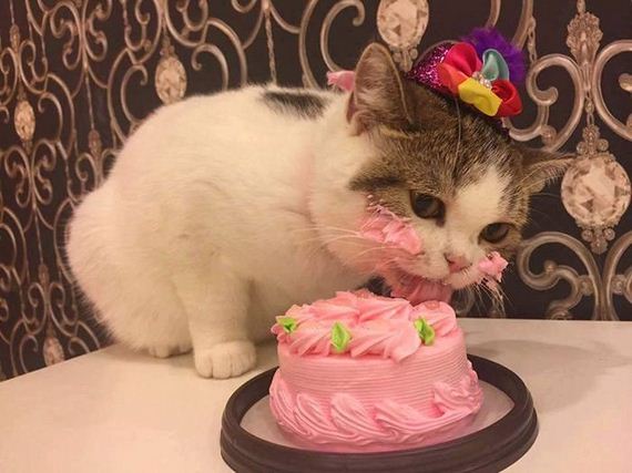 cat_eating_cake
