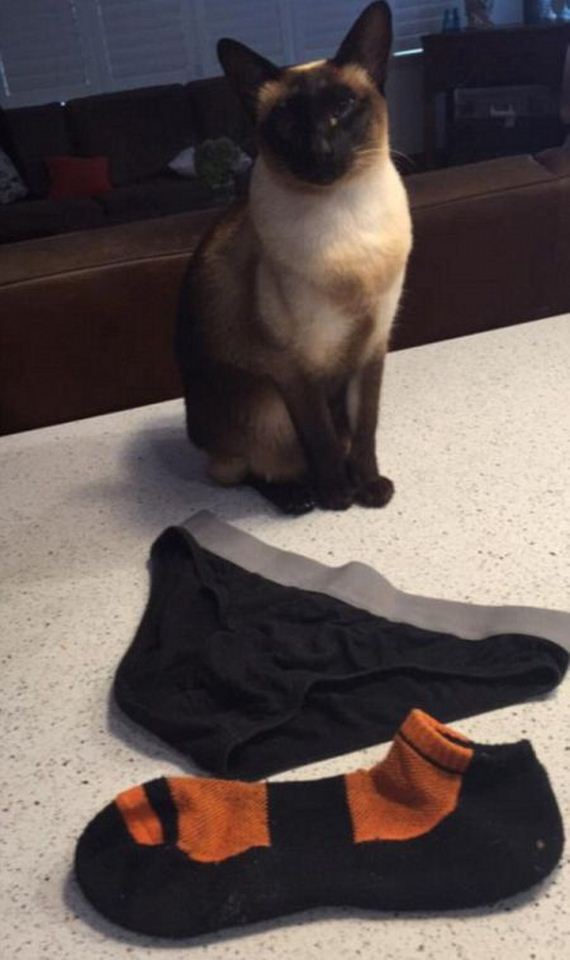 cat_steals_underwear