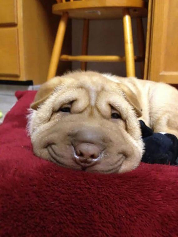 These Awesome Pictures Of Animals Smiling Are Beyond Adorable - Barnorama
