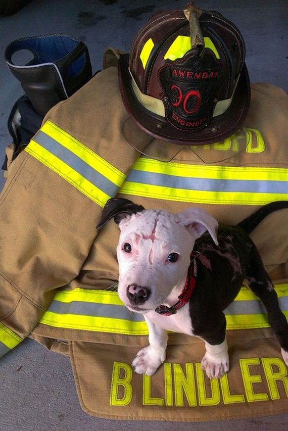 firefighter-dog-burn-victim