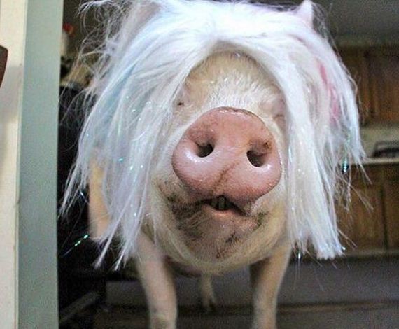 Pig in a wig