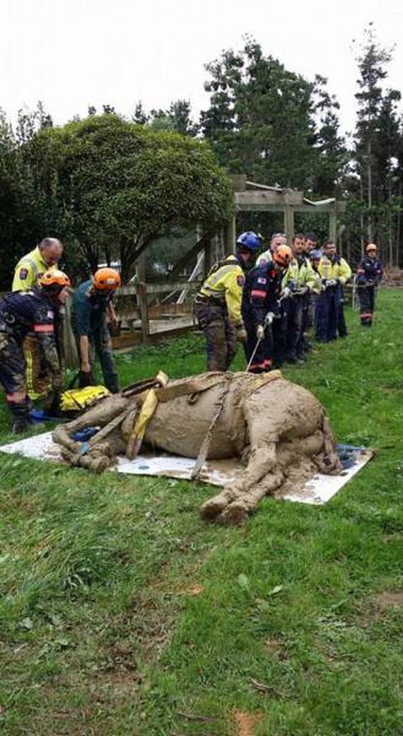 horse_rescue_mission
