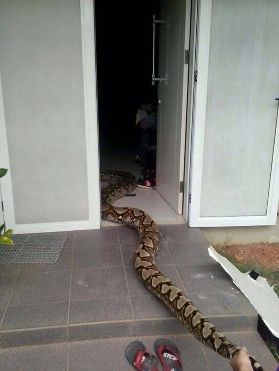 huge_snake