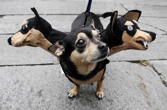 Dogs-Halloween