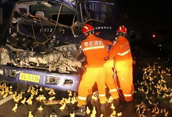 accident_with_ducklings