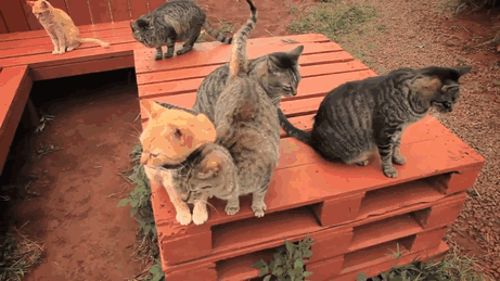 cat_sanctuary_in_hawaii_where_people