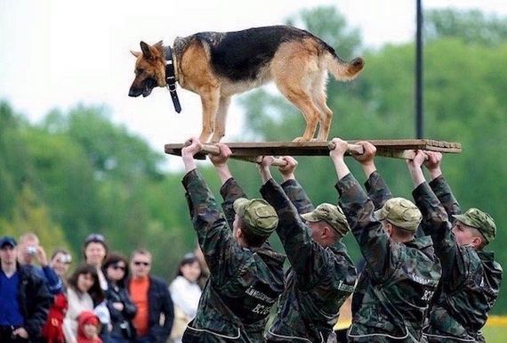 dogs-best-hero