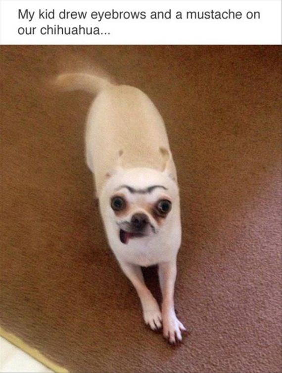 eyebrows-on-the-dog
