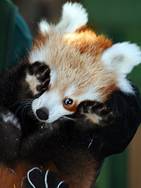 Cute Red Baby Pandas Page 2 of 2 Barnorama