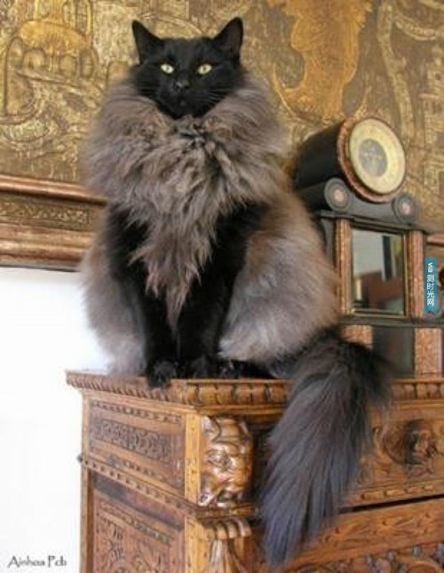 Cat with a Fancy Vest or Unique Fur Coat? - Barnorama