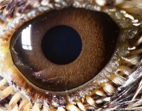 Animal Eyes: Extreme Close-Ups! - Barnorama
