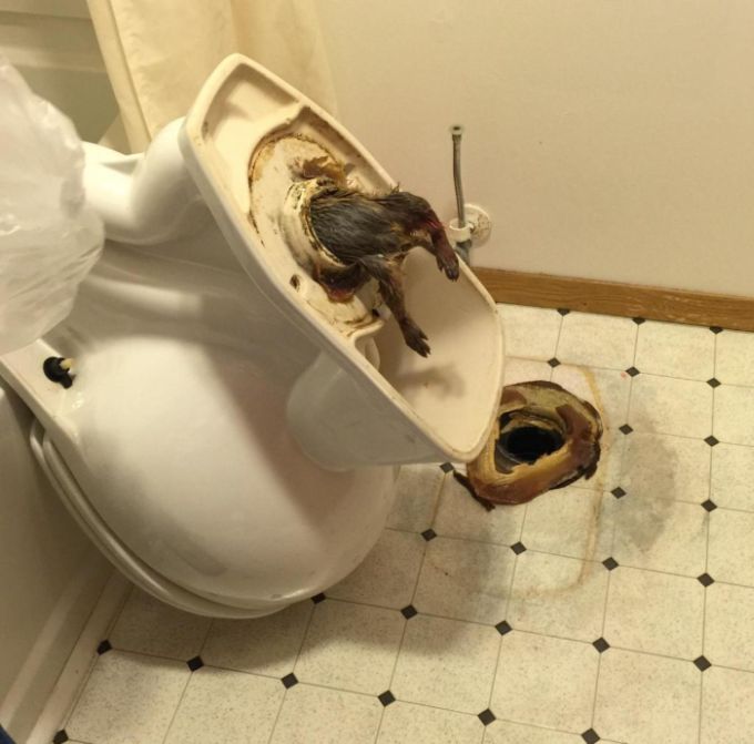 rats_and_toilets_01