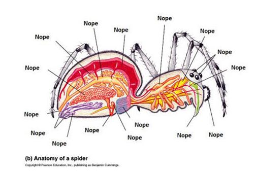 The Complex Anatomy Of A Spider - Barnorama