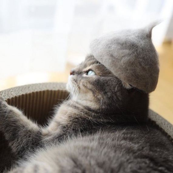 01-cats-in-hats-hair-from-own-backs