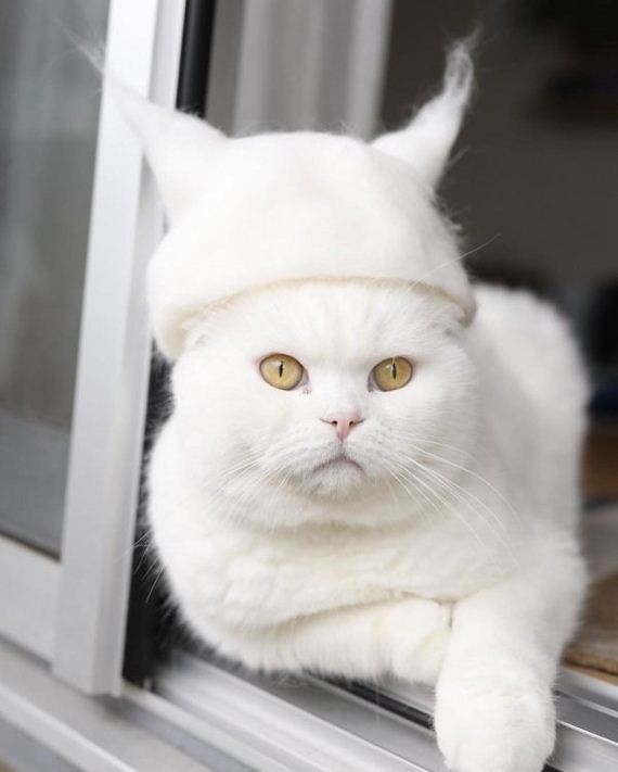 02-cats-in-hats-hair-from-own-backs