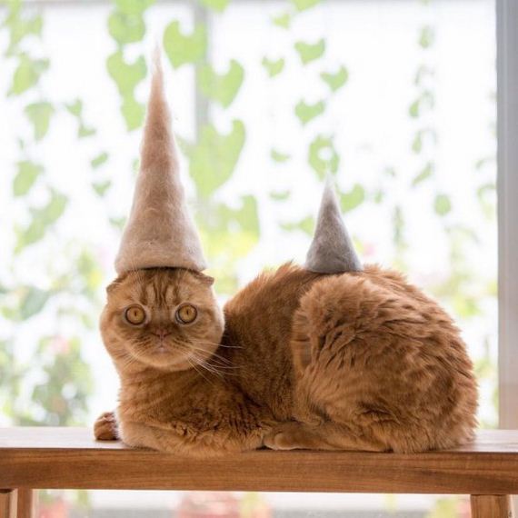 03-cats-in-hats-hair-from-own-backs