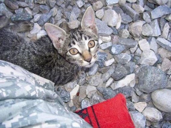 03-soldier-saves-cat-from-afghanistan