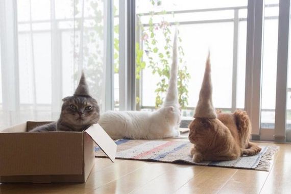 04-cats-in-hats-hair-from-own-backs