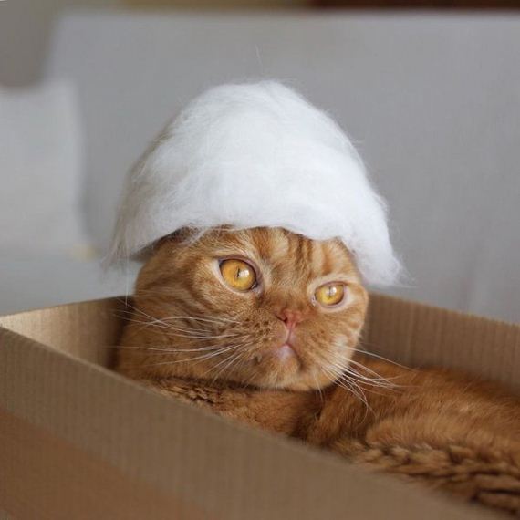 05-cats-in-hats-hair-from-own-backs