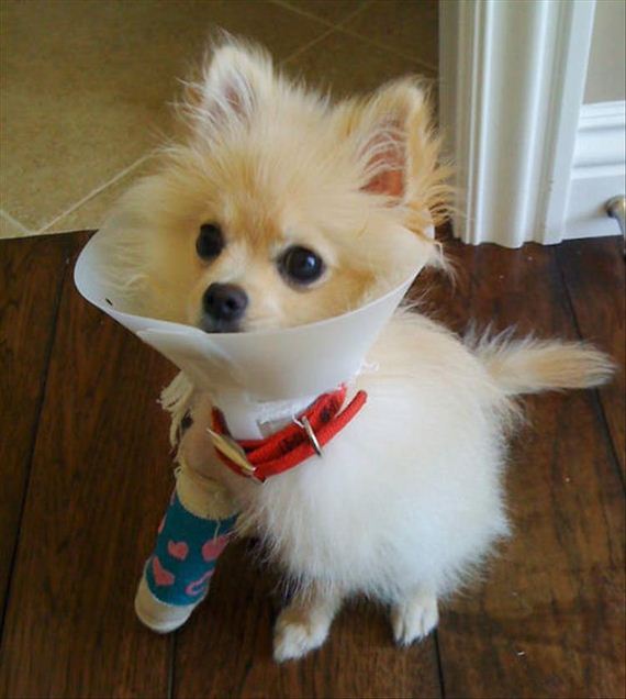 05-cute-animals-in-casts