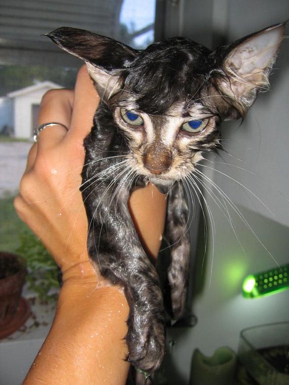 10-cats-hate-bath
