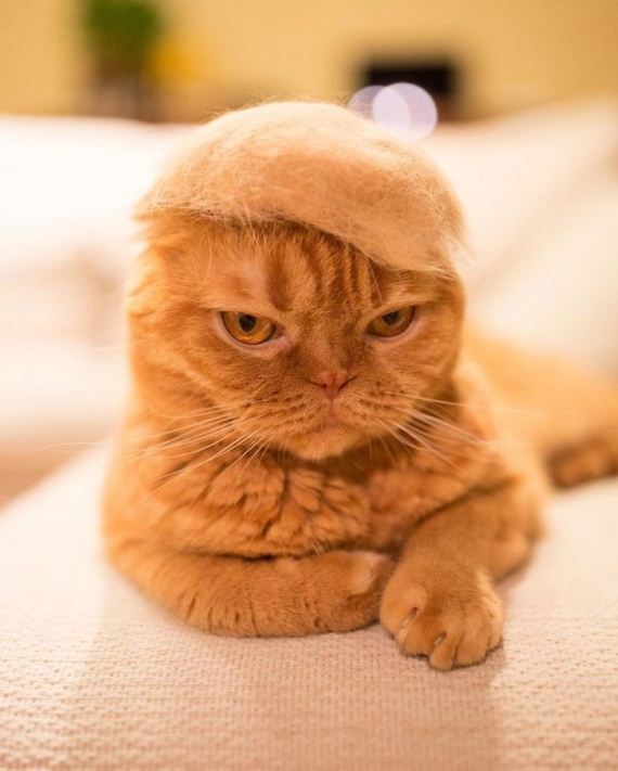 10-cats-in-hats-hair-from-own-backs