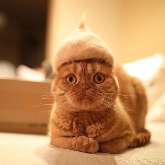 11-cats-in-hats-hair-from-own-backs
