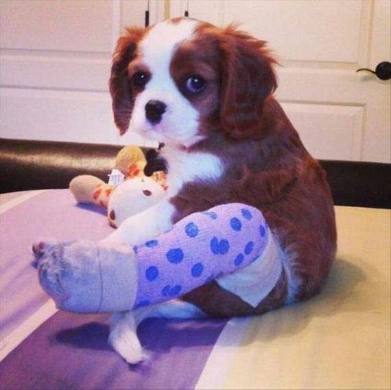 11-cute-animals-in-casts