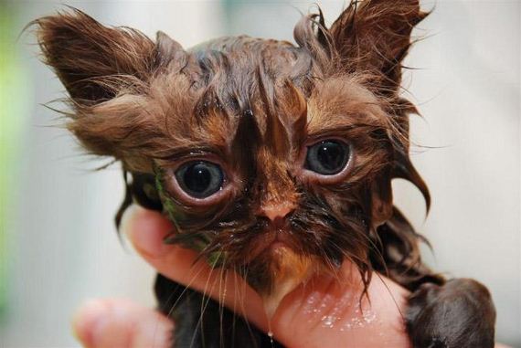 12-cats-hate-bath