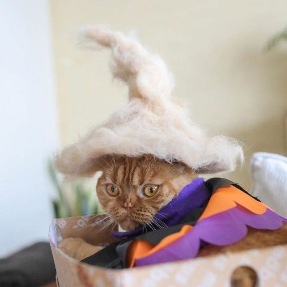 12-cats-in-hats-hair-from-own-backs