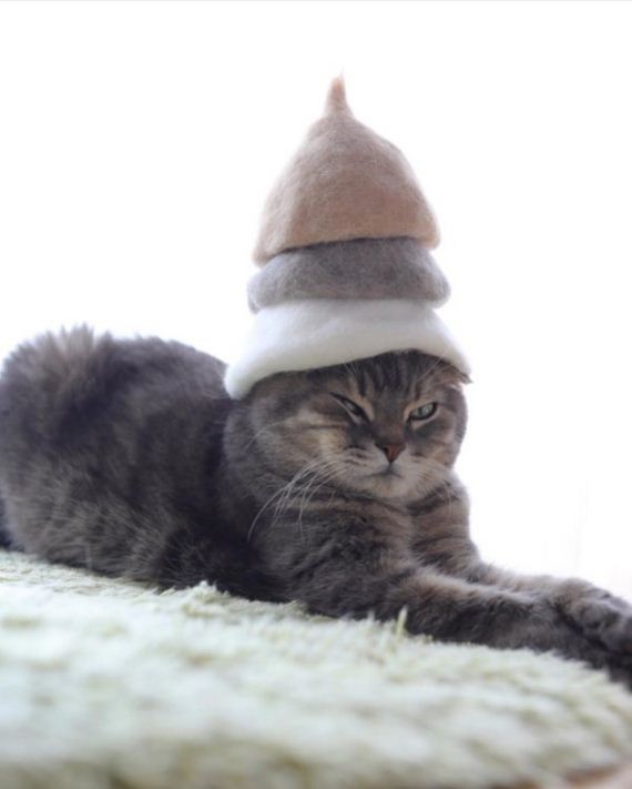 13-cats-in-hats-hair-from-own-backs