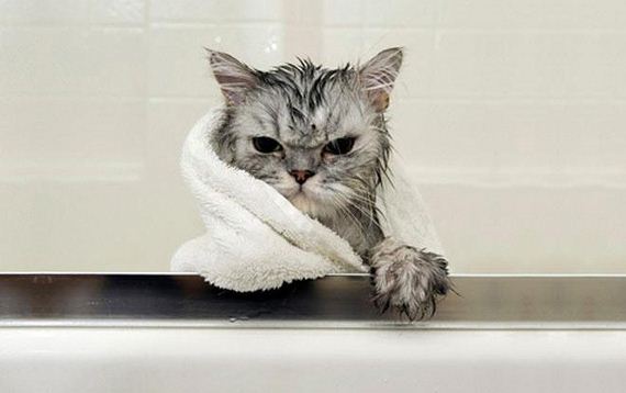 14-cats-hate-bath