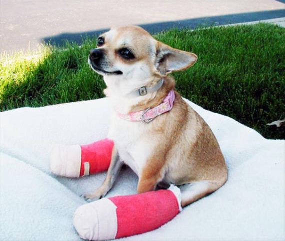 14-cute-animals-in-casts