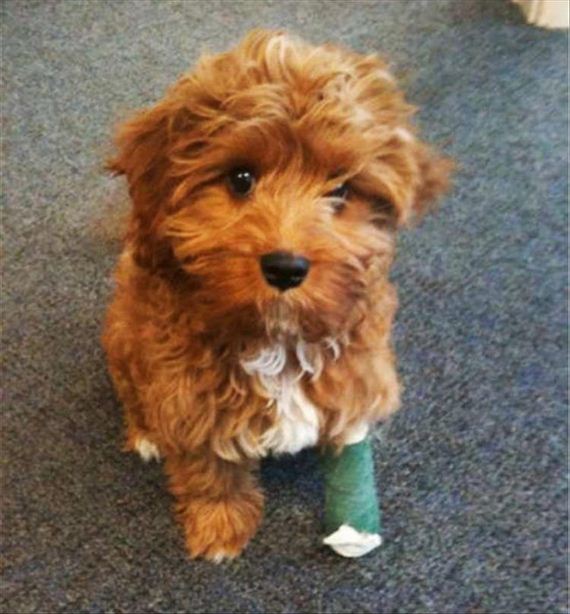 15-cute-animals-in-casts