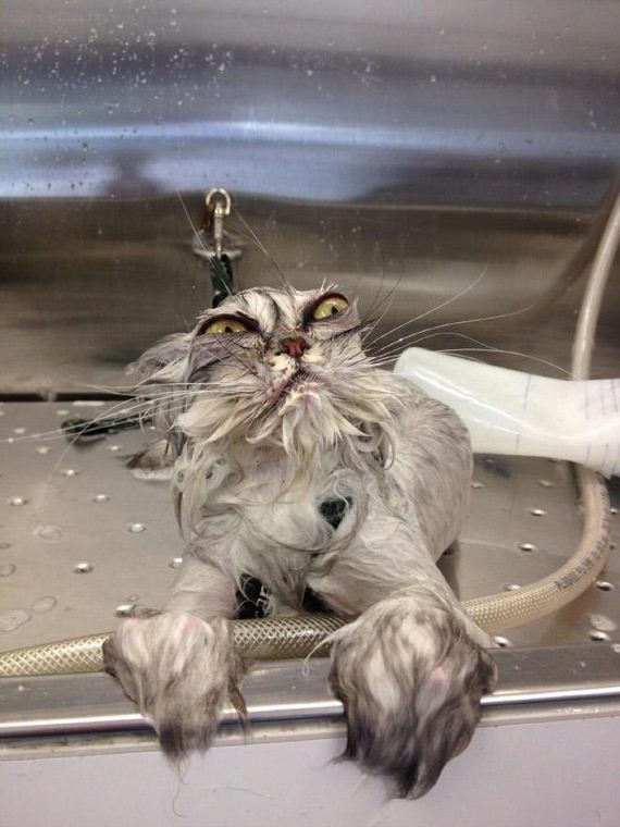 20-cats-hate-bath