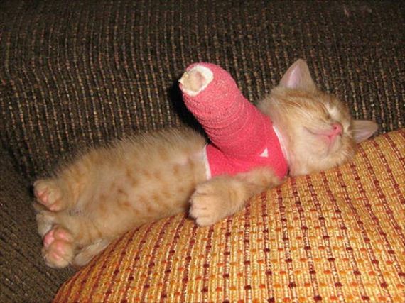 20-cute-animals-in-casts