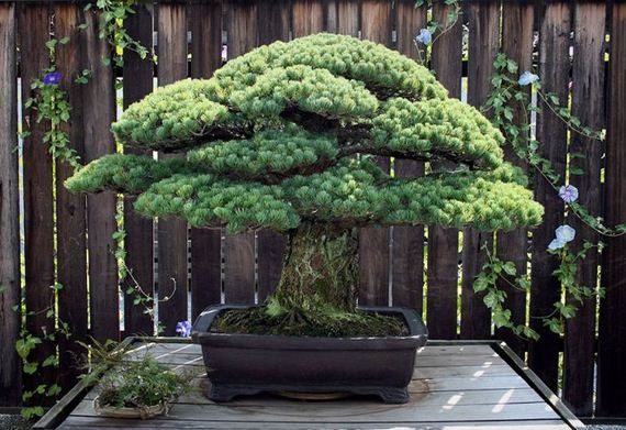 01-old_bonsai