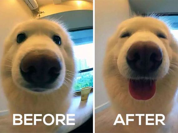 01-pets-before-and-after-being-called-a-good-boy
