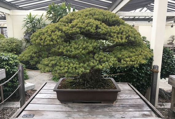 02-old_bonsai